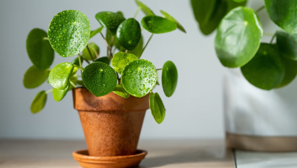 Pruning Techniques for Pilea Legginess Control