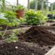 Using Coffee Grounds as a Natural Repellent for Cats and Other Garden Pests