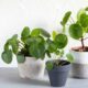 How do you prune a Pilea plant?