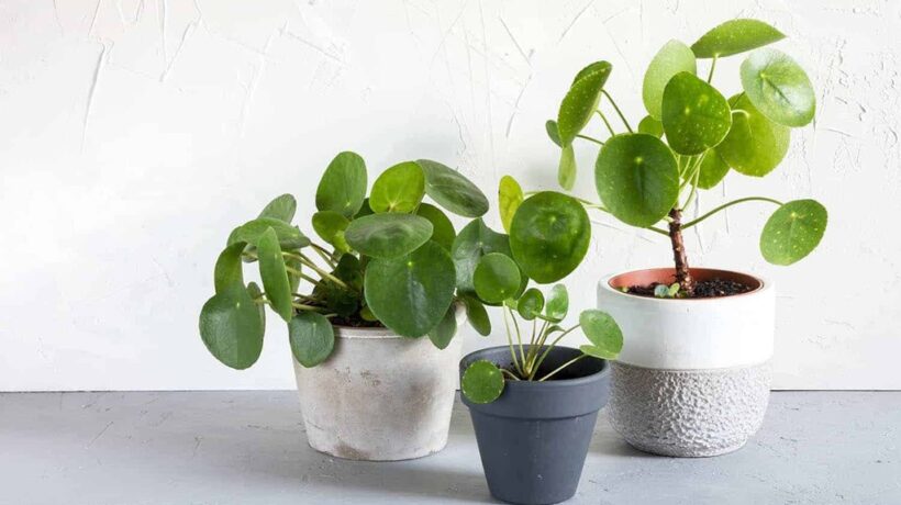 Using Pruning Techniques for Pilea Legginess Control