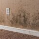 Safe Methods for Basement Mold Removal