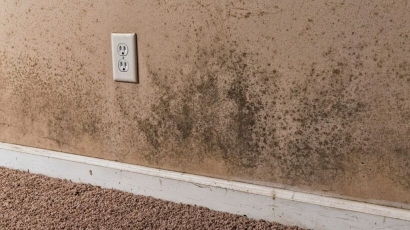 Basement Mold Removal: Identifying and Safe Methods