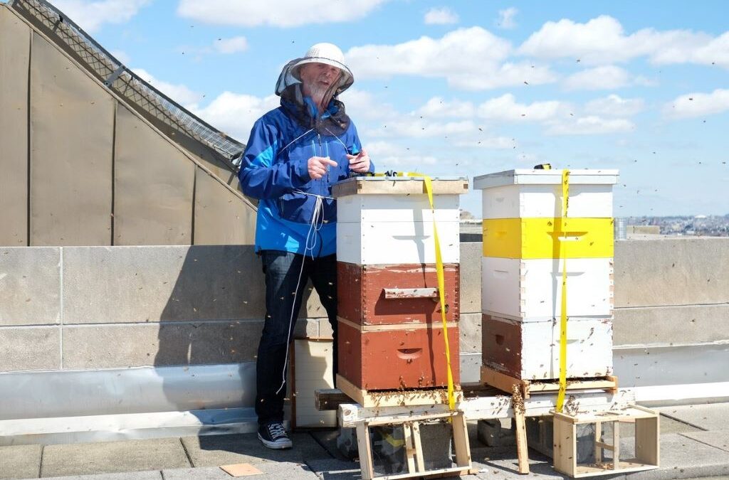 How to Attend a Rooftop Beehive Harvest Event in Brooklyn