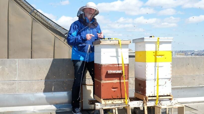 Rooftop Beehive Harvest Events in Brooklyn