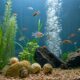 How to solve aquarium snail overpopulation guide free