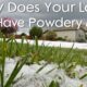 What is the main cause of powdery mildew