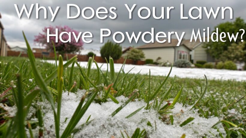 Why Does Your Lawn Have Powdery Mildew? Learn the Real Causes and How to Fix It Fast