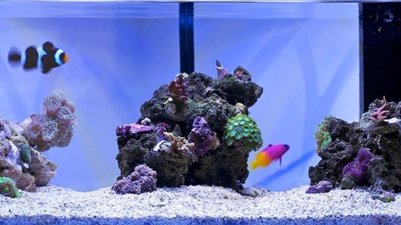 Creative Aquascaping Tips to Maximize Coral Growth and Fish Comfort
