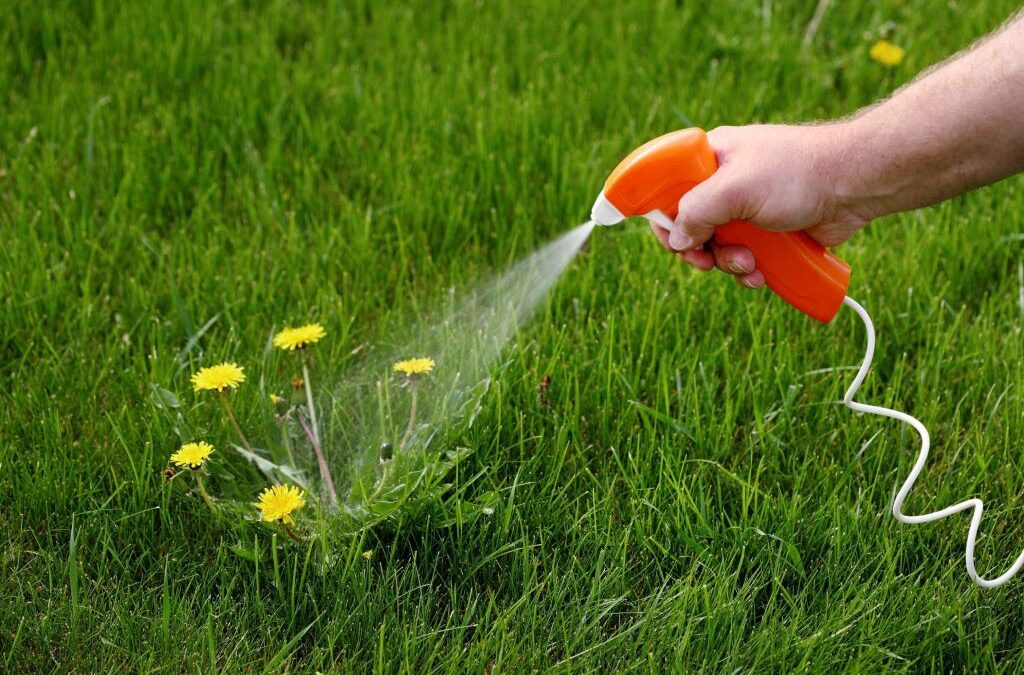 How to Maintain a Chemical-Free Lawn