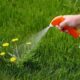 How to Maintain a Chemical-Free Lawn