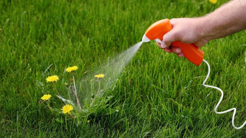 California’s Best Practices for a Chemical‑Free Lawn