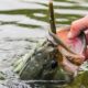 Inshore Saltwater Fishing Tips for Fall: Spots, Lures, and Tactics