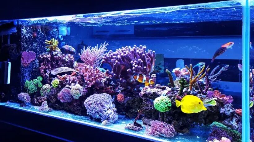 Best Aquarium Filters for Crystal Clear Water in 2025