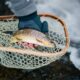 Best Fishing Times and Days in Colorado