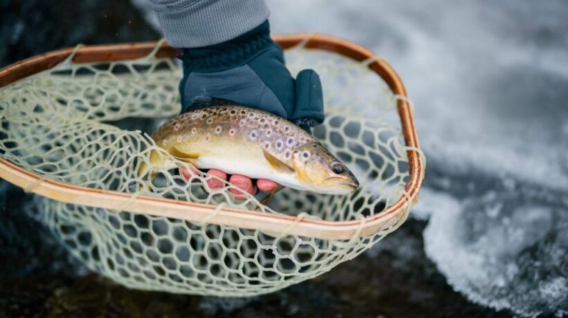 Seasonal Fishing Guide: Best Times to Fish in Colorado
