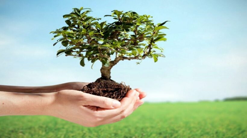 Emerging Trends in Sustainable Tree Care Practices