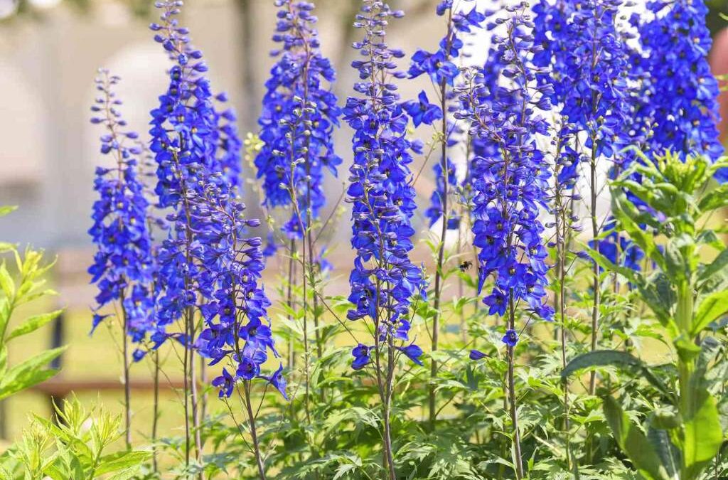 care for delphiniums