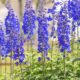 care for delphiniums