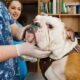 What types of medications can I get from Chewy Pharmacy